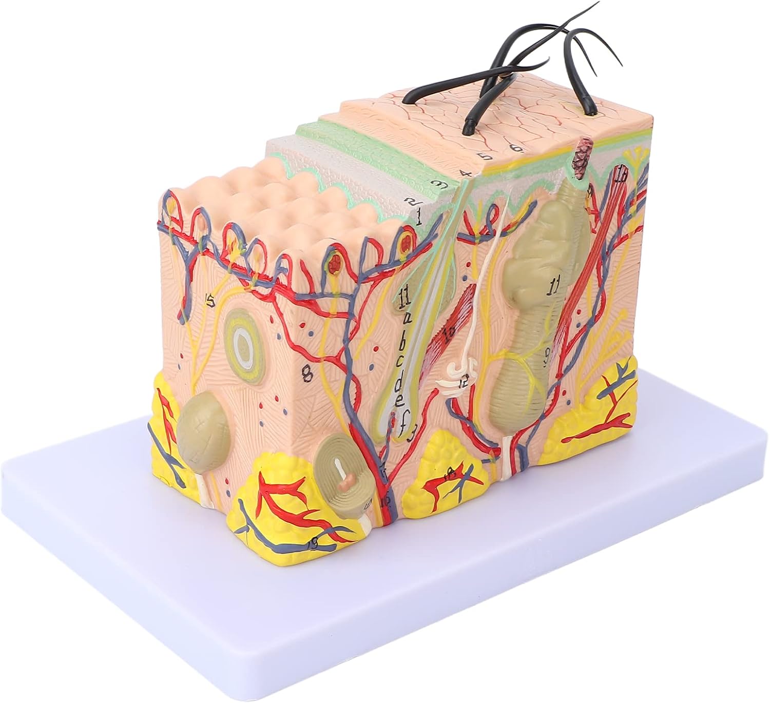 Skin Model