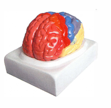 Brain Model