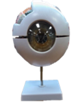 Eye Model