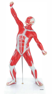 Human Muscular Figure