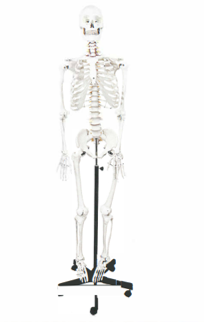 Skeleton Model