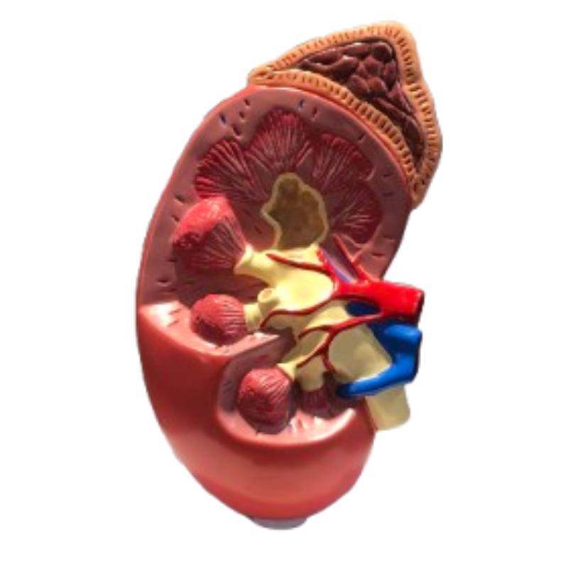 Kidney Model