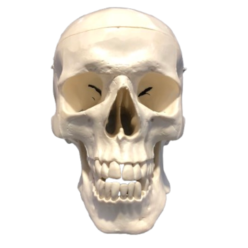 Skull Model