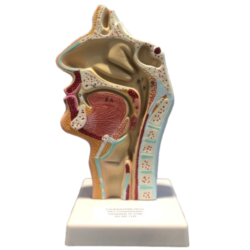 Nasal Cavity Throat Anatomy
