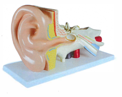 Ear Model