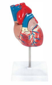 Heart Model