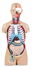 Human Torso Model